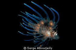Juvenile Lionfish by Serge Abourjeily 
